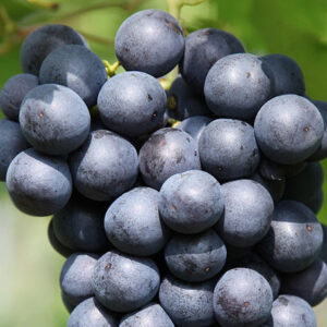 Grapes