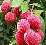 lichi